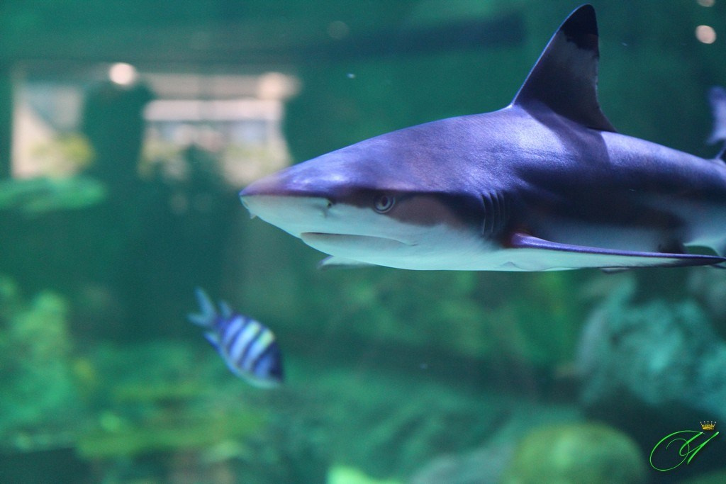 Тайланд. Пхукет 2013. Улица, люди, жизнь…