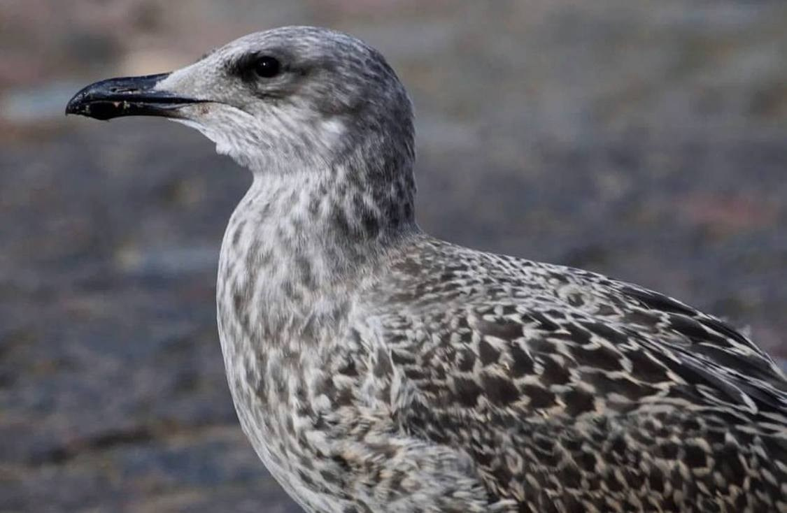 Птицы. Костюмер, художник кино и телевидения в спб