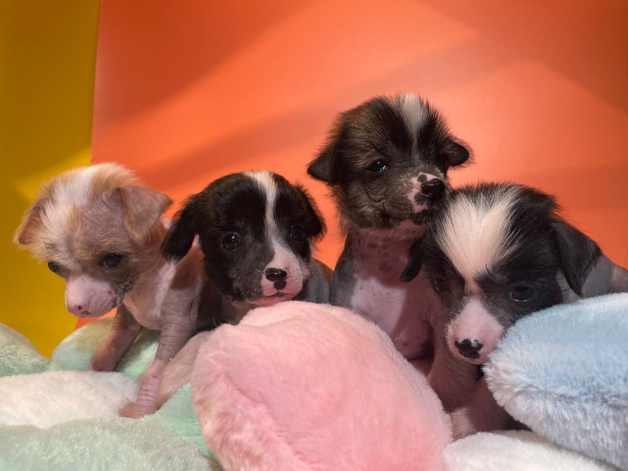 Девочкам помёта «D» месяц. Питомник китайских хохлатых собак Poale Ell: купить щенка