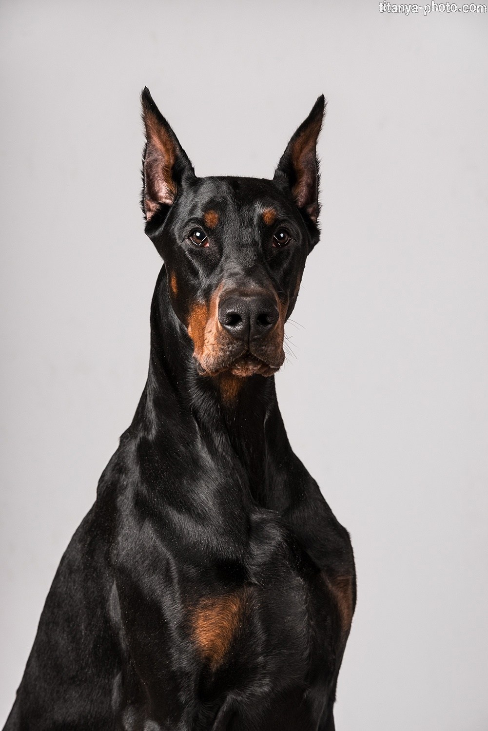 Фотография собак, фотограф-анималист Москва. Фотограф собак, фотограф-анималист Аня Титова (Titanya). Москва