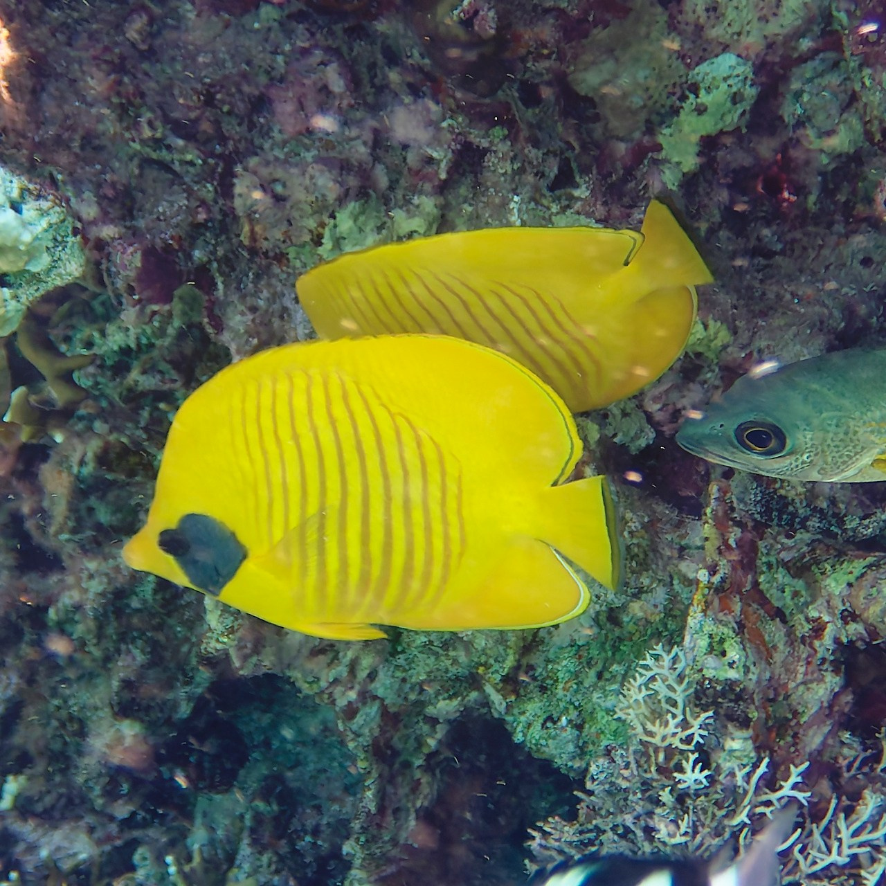 Мне посмотреть. Рыбов показываю