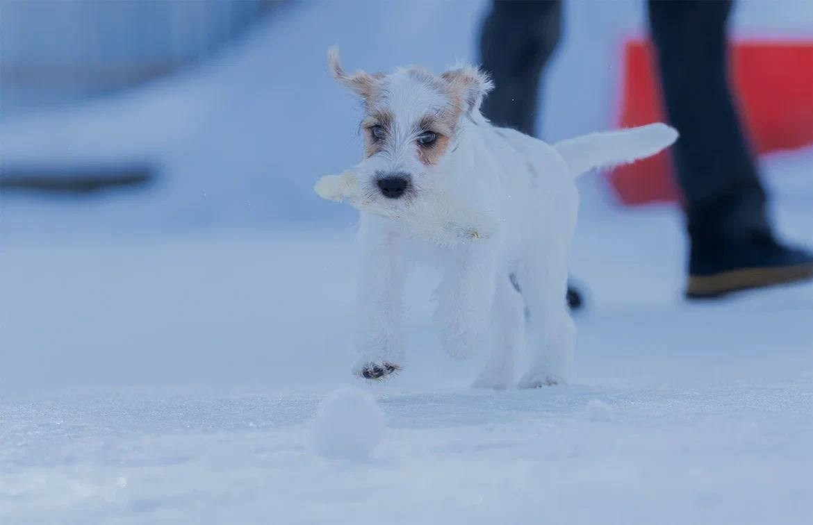 Сука 2. Lovely-Orange питомник джек рассел терьеров