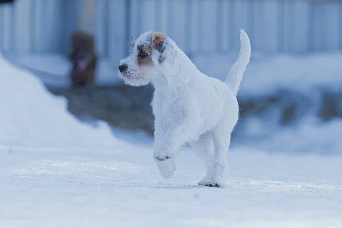 Сука 2. Lovely-Orange питомник джек рассел терьеров