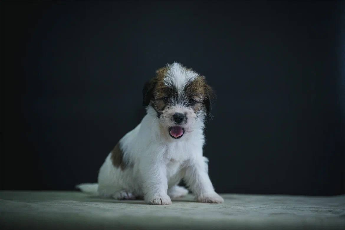 Сука 1. Lovely-Orange питомник джек рассел терьеров