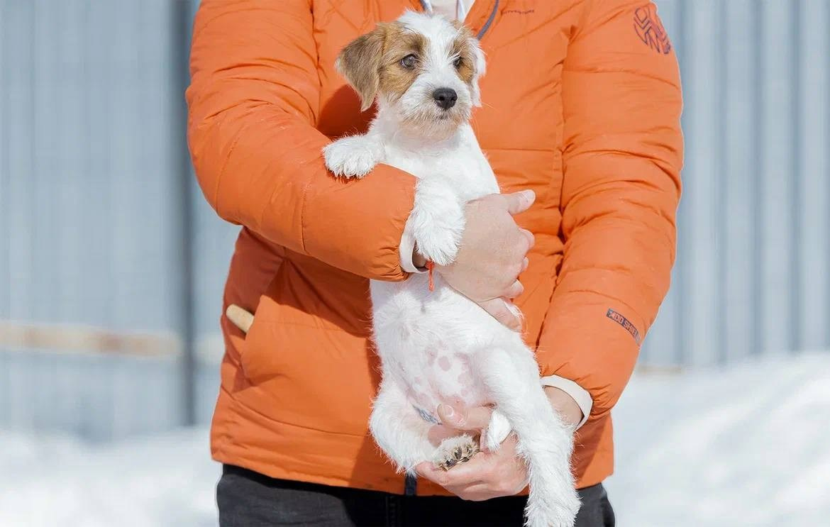 Сука 2. Lovely-Orange питомник джек рассел терьеров