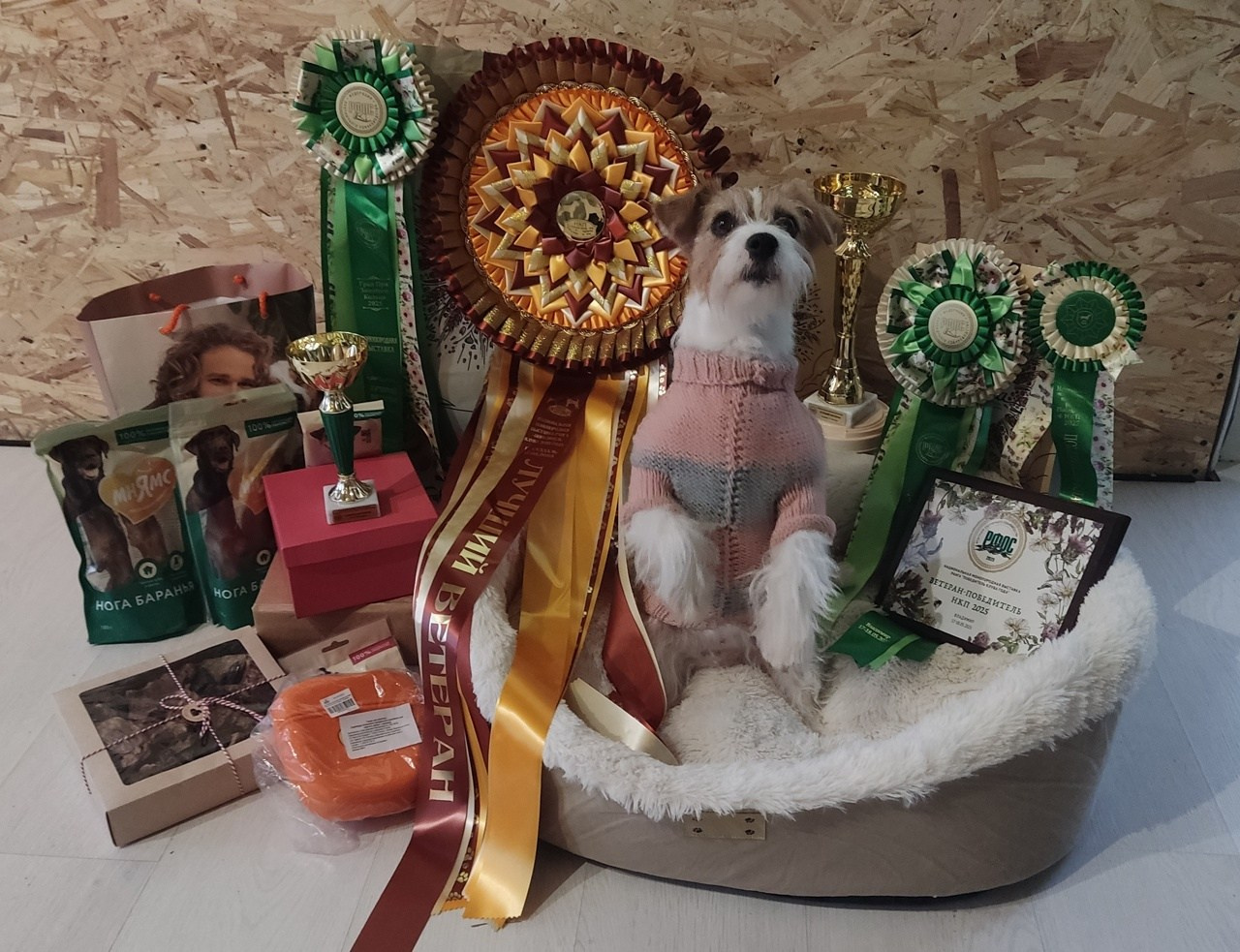 LOVELY-ORANGE JACKPOT. Lovely-Orange питомник джек рассел терьеров