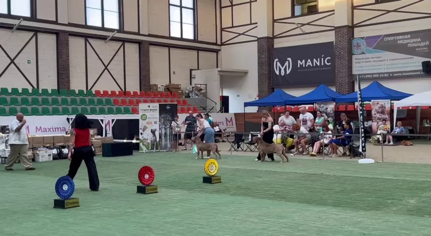 Участие в выставках. Американские булли XL в г. Калининград. Питомник Great Bully UNIVERSE