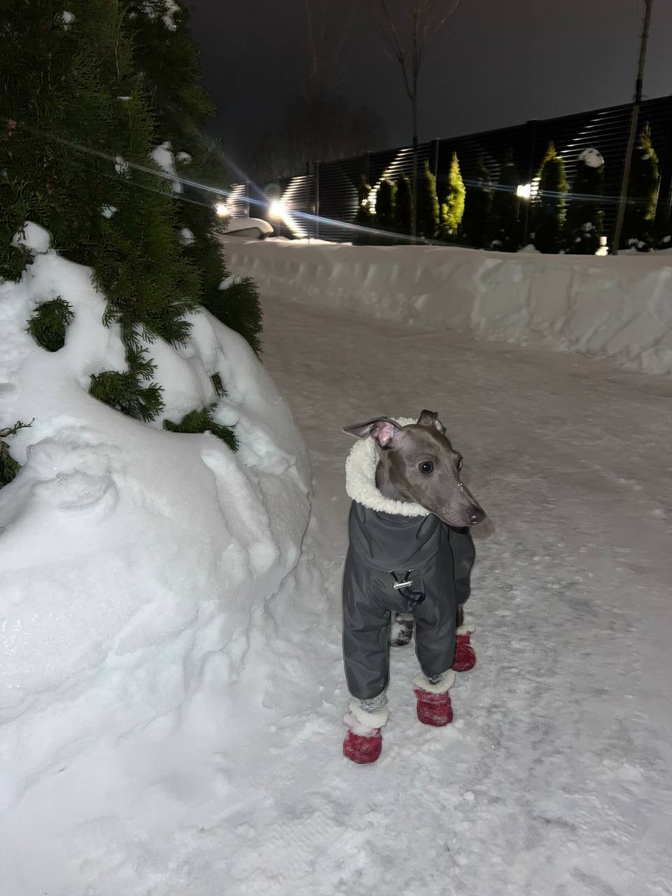 Всегда вместе. Профессиональный питомник левреток РКФ/FCI ASTI SAPPHIRE 💎 Сочи|Санкт-Петербург