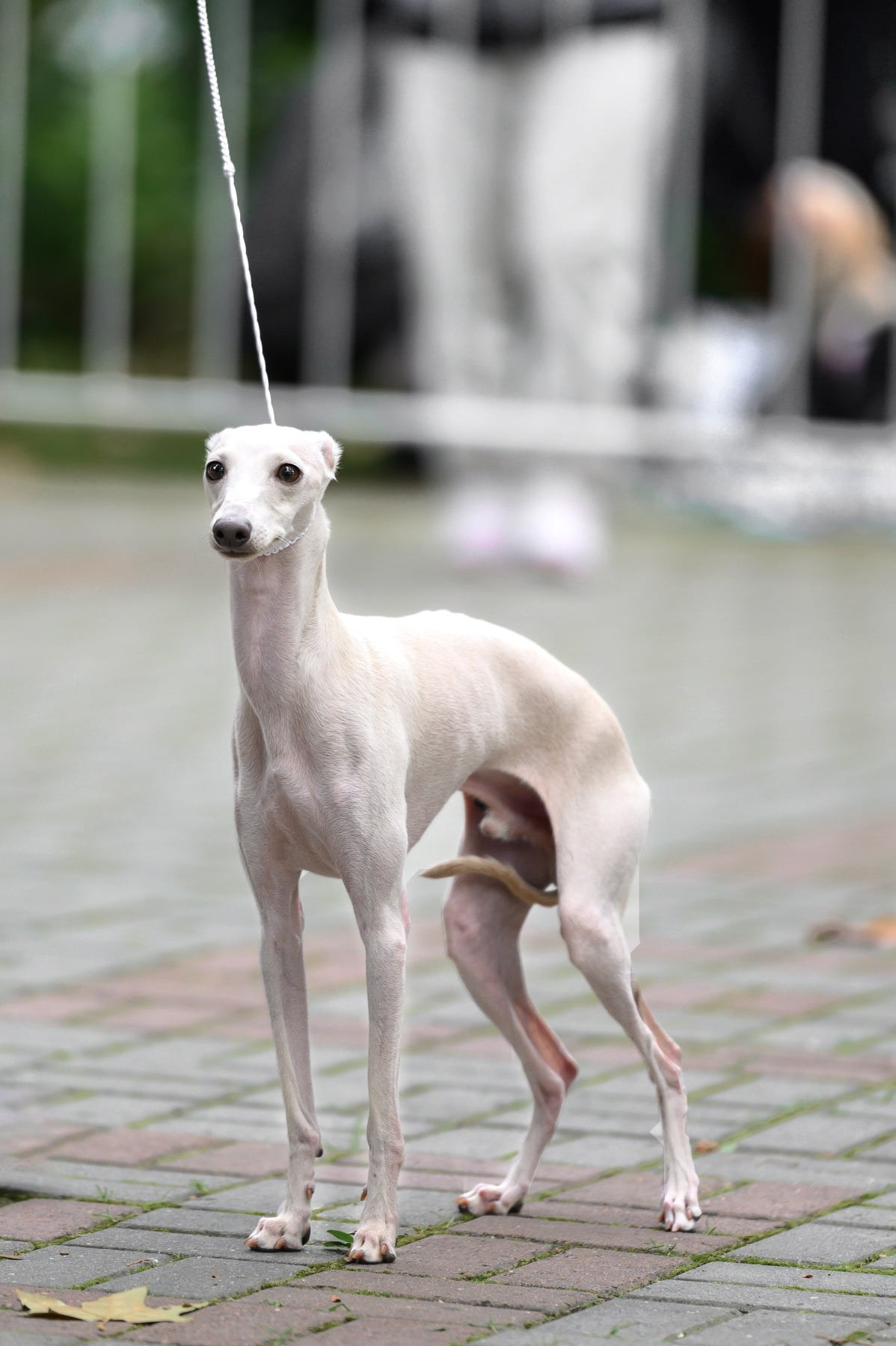 Asti Sapphire Tsezar Ruier Empire. Профессиональный питомник левреток РКФ/FCI ASTI SAPPHIRE 💎 Сочи|Санкт-Петербург