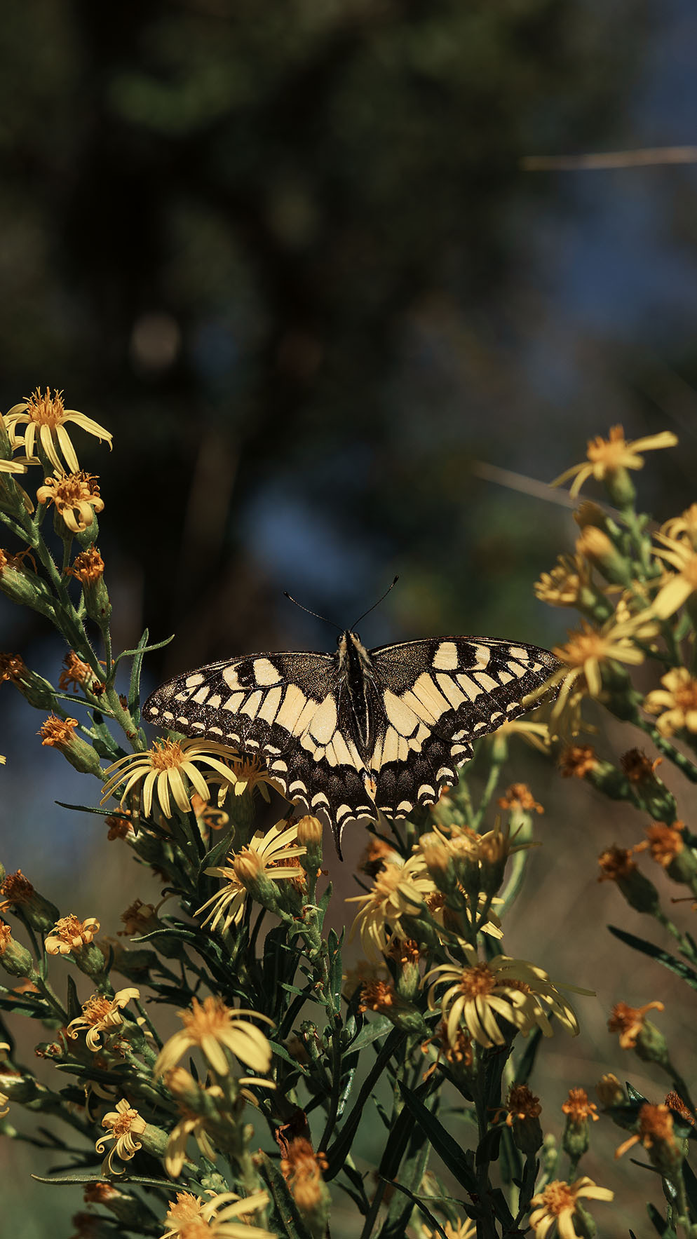 Парк Жупа город Тиват. Портретный фотограф, контент фотограф, продающие фото в Москве и МО