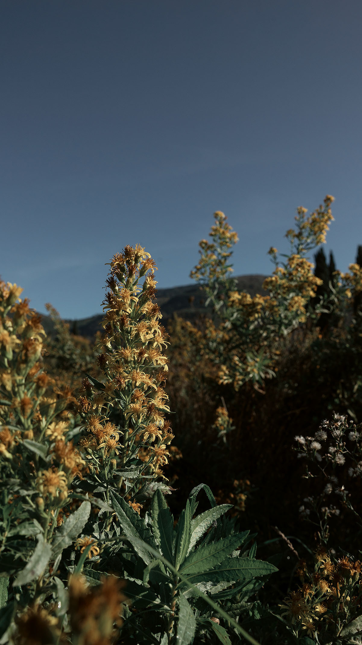 Парк Жупа город Тиват. Портретный фотограф, контент фотограф, продающие фото в Москве и МО