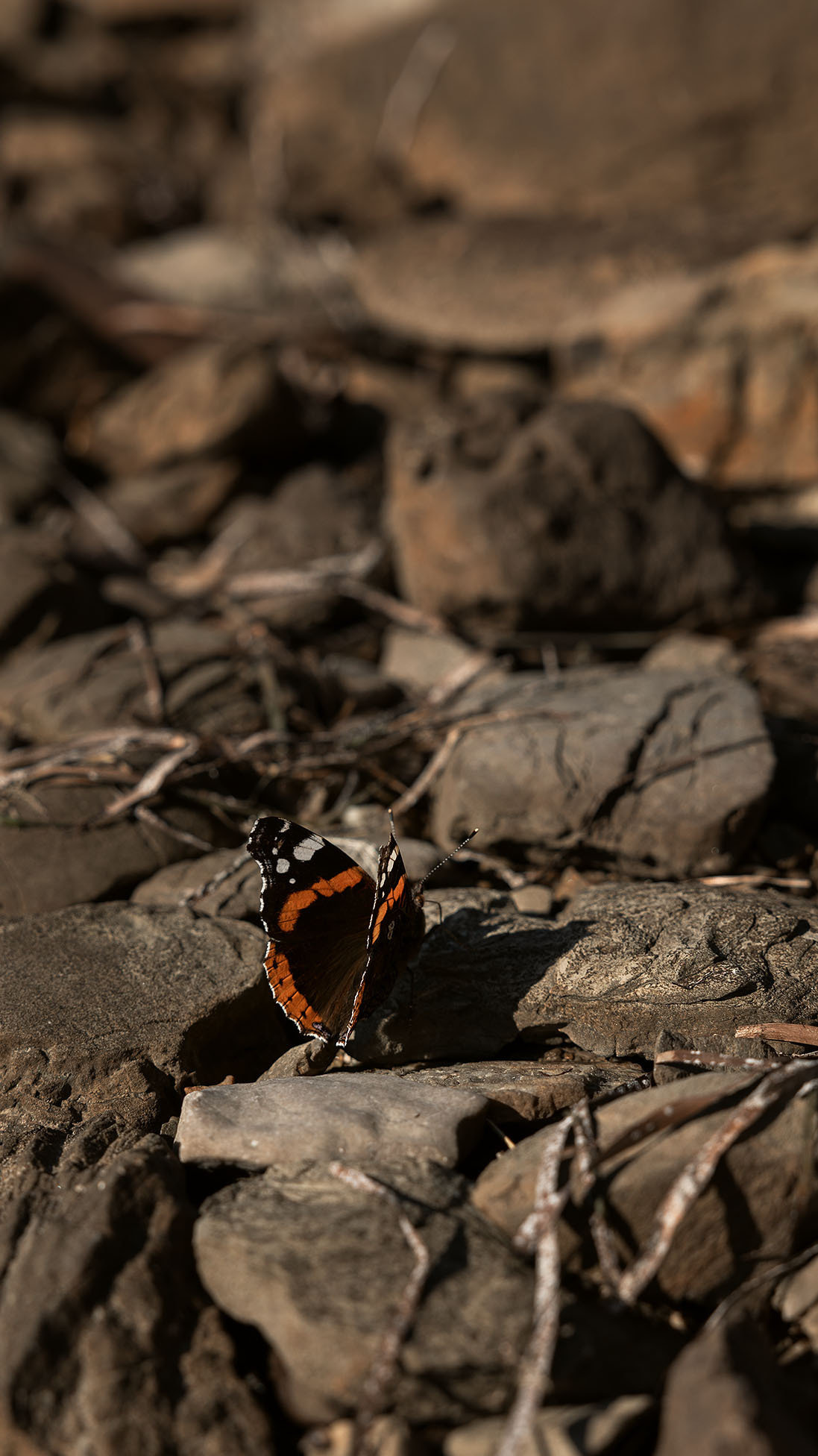 Парк Жупа город Тиват. Портретный фотограф, контент фотограф, продающие фото в Москве и МО