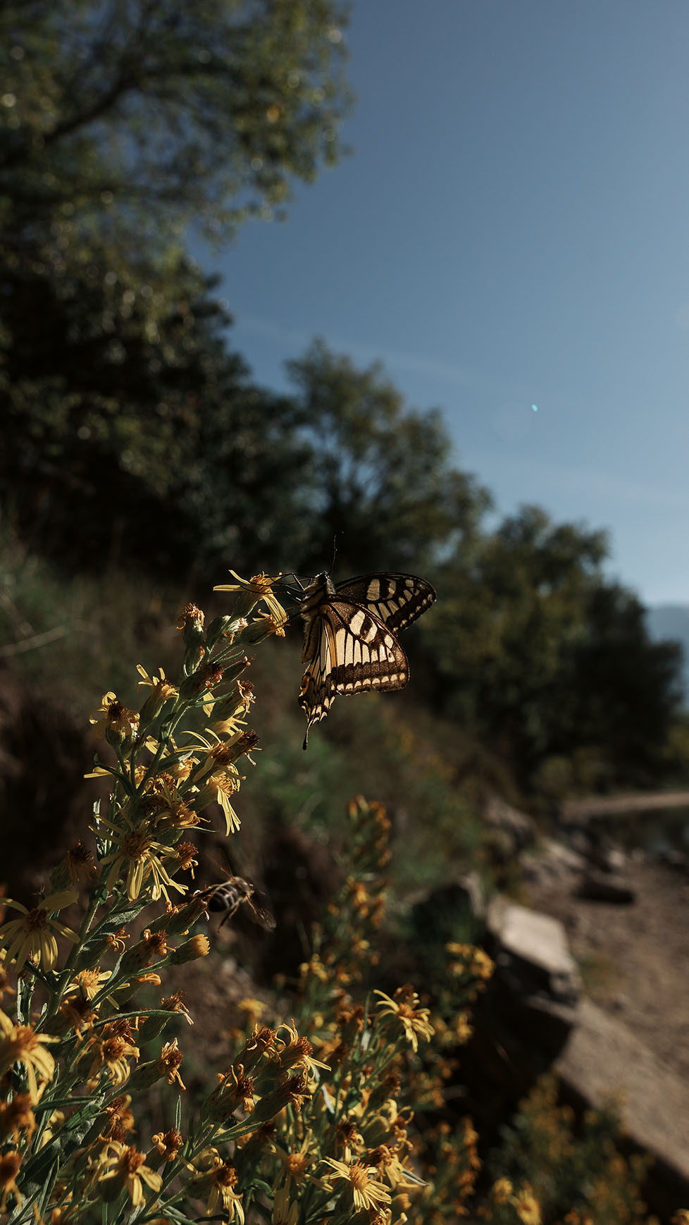 Парк Жупа город Тиват. Портретный фотограф, контент фотограф, продающие фото в Москве и МО