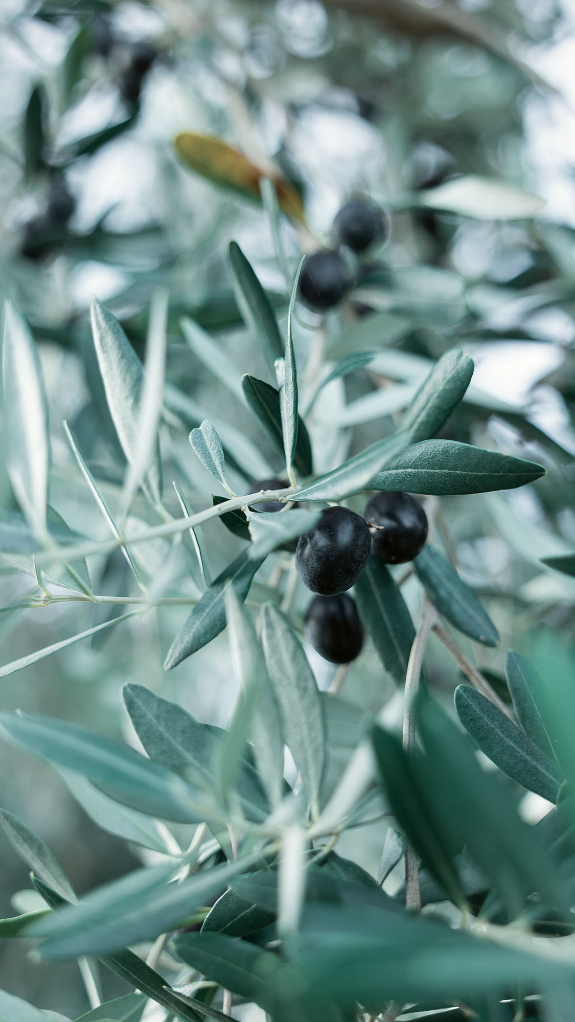 Парк Жупа город Тиват. Портретный фотограф, контент фотограф, продающие фото в Москве и МО