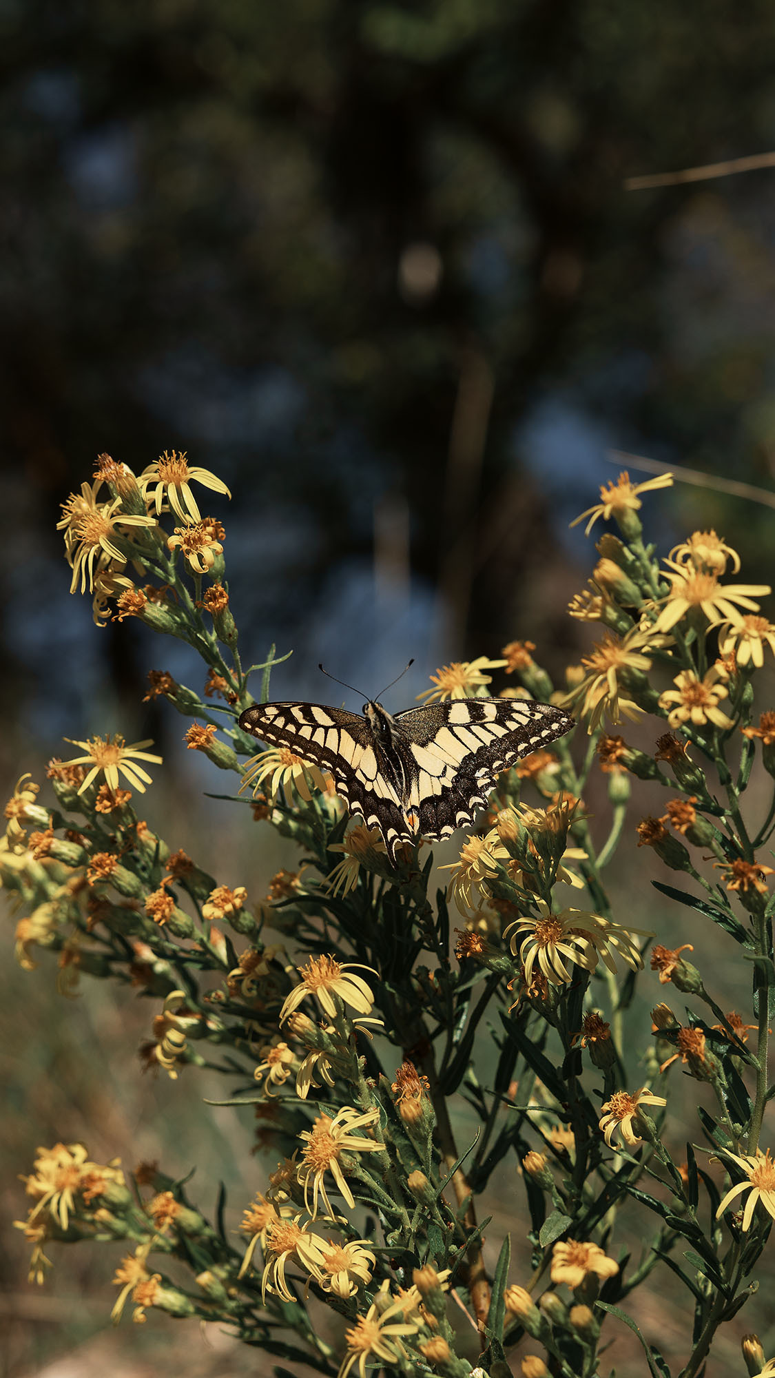 Парк Жупа город Тиват. Портретный фотограф, контент фотограф, продающие фото в Москве и МО