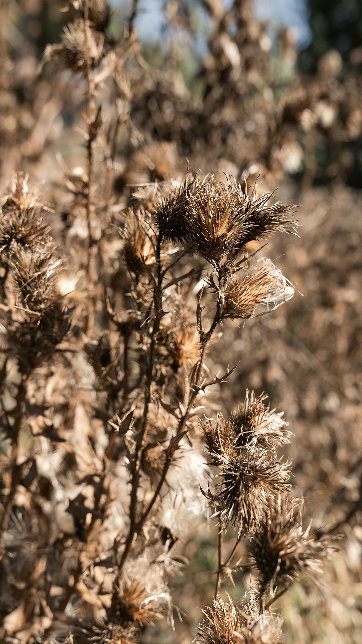 Парк Жупа город Тиват. Портретный фотограф, контент фотограф, продающие фото в Москве и МО