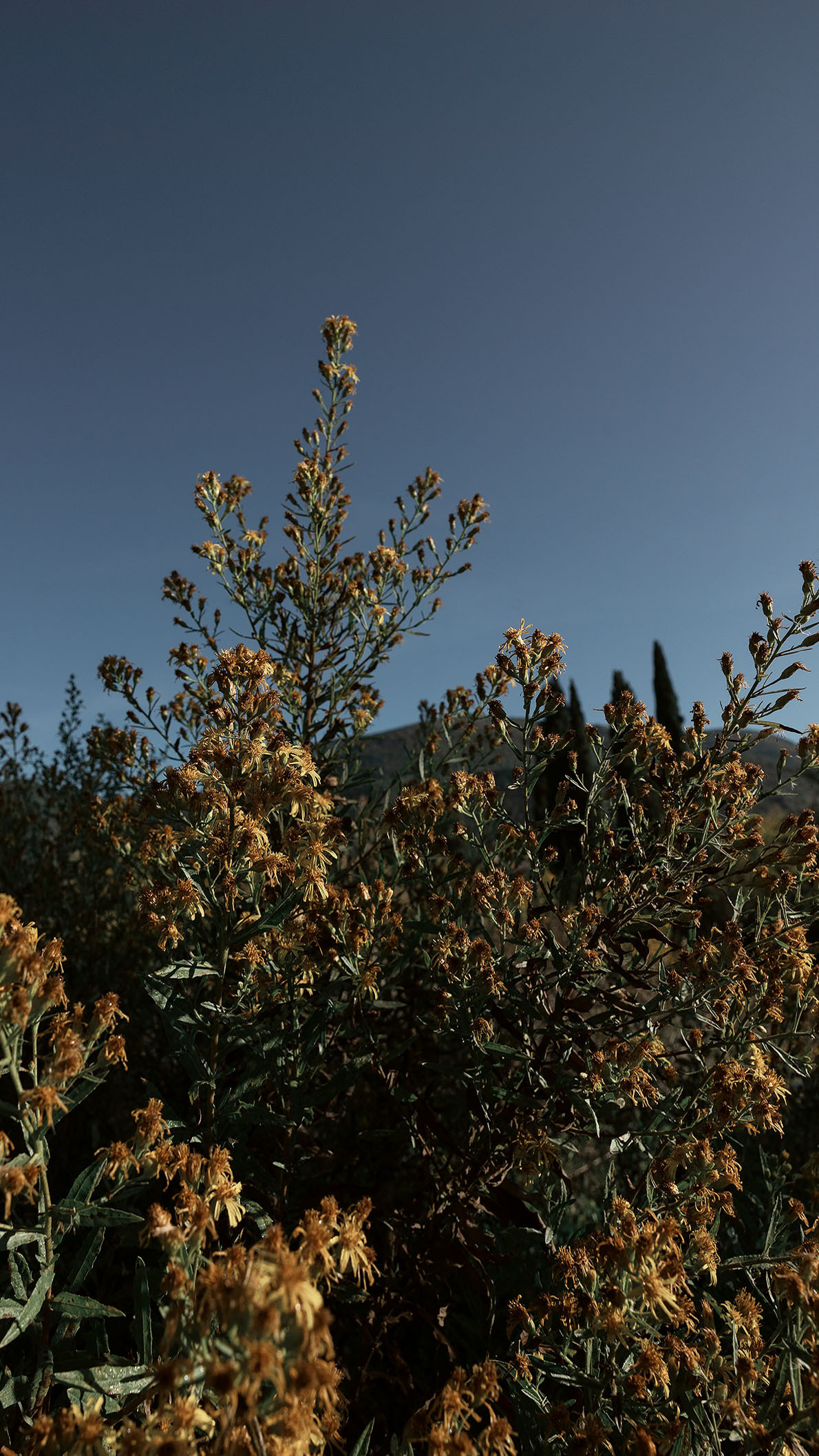 Парк Жупа город Тиват. Портретный фотограф, контент фотограф, продающие фото в Москве и МО