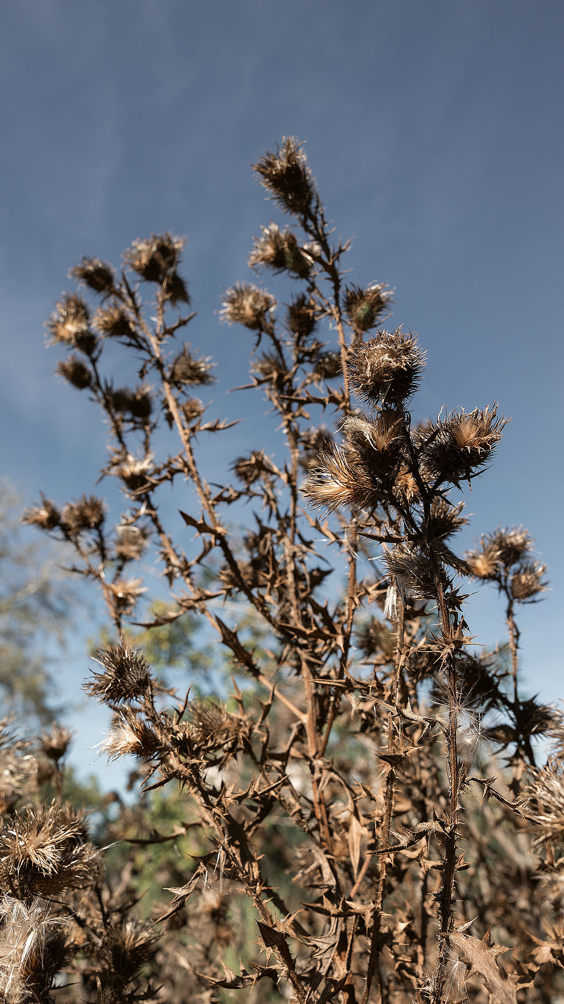Парк Жупа город Тиват. Портретный фотограф, контент фотограф, продающие фото в Москве и МО