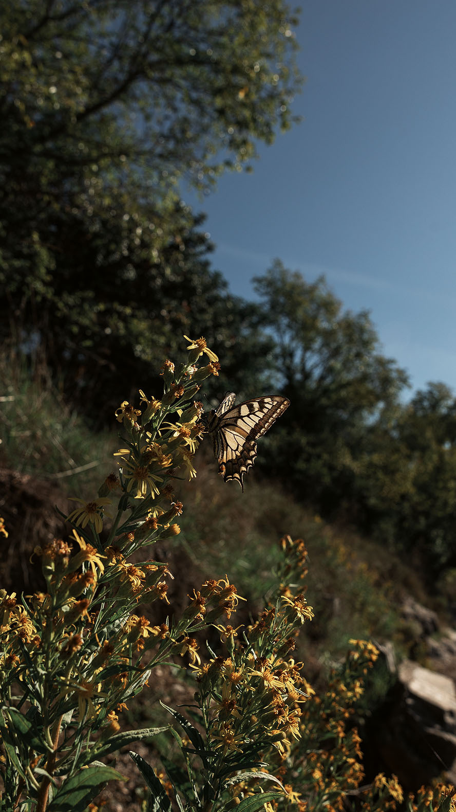 Парк Жупа город Тиват. Портретный фотограф, контент фотограф, продающие фото в Москве и МО