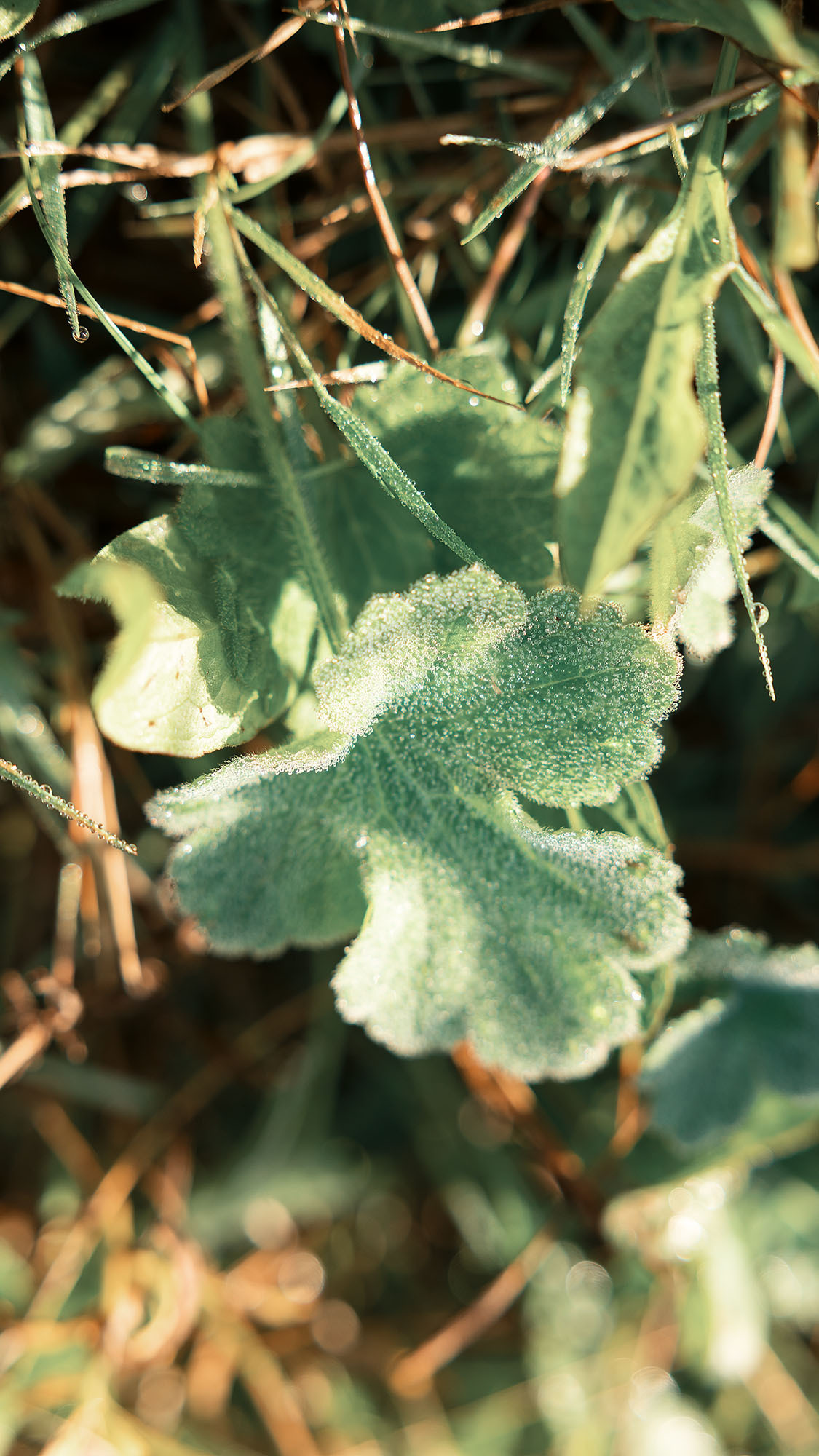 Парк Жупа город Тиват. Портретный фотограф, контент фотограф, продающие фото в Москве и МО