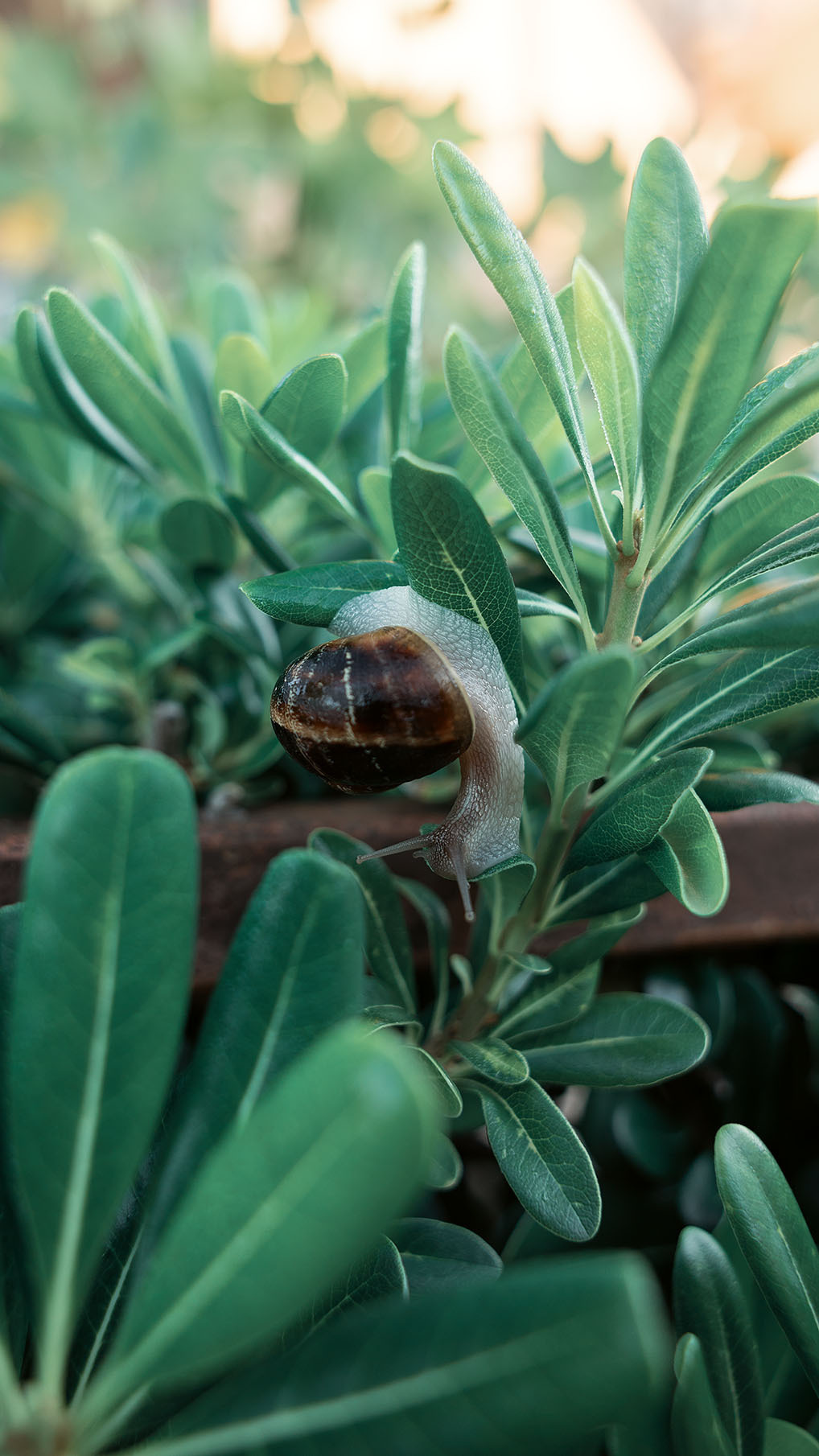 Парк Жупа город Тиват. Портретный фотограф, контент фотограф, продающие фото в Москве и МО