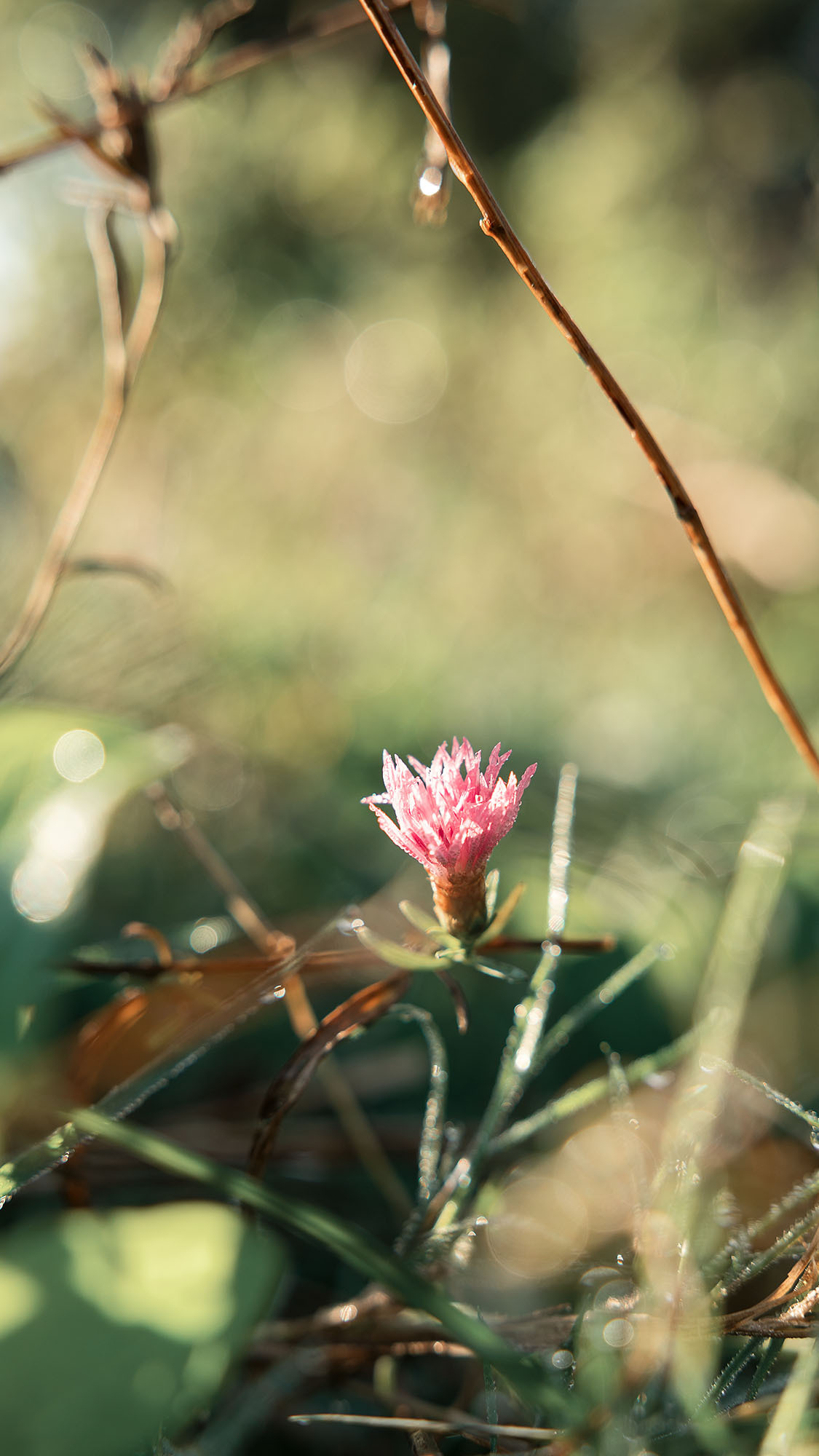 Парк Жупа город Тиват. Портретный фотограф, контент фотограф, продающие фото в Москве и МО