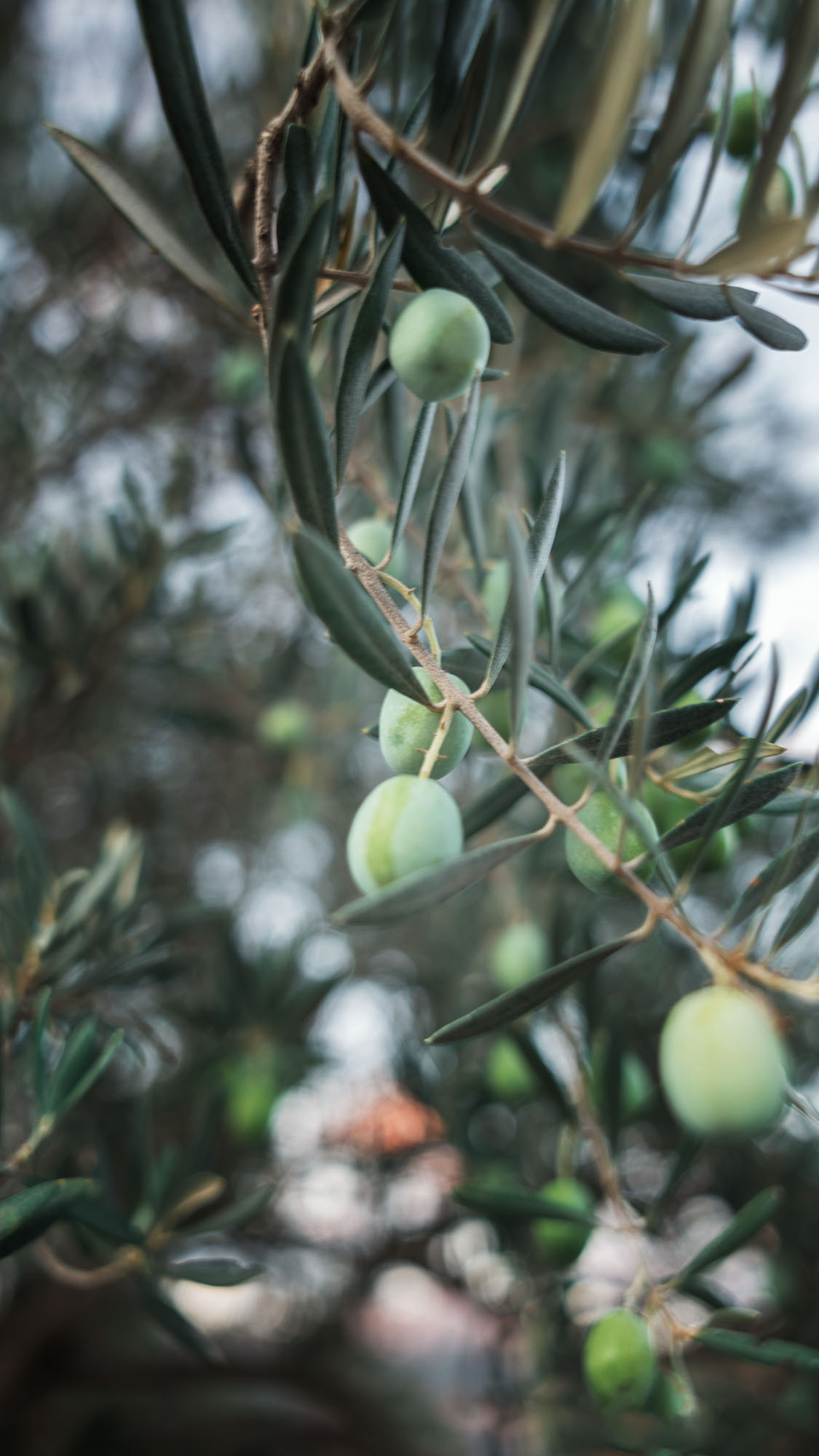 Луштица. Портретный фотограф, контент фотограф, продающие фото в Москве и МО