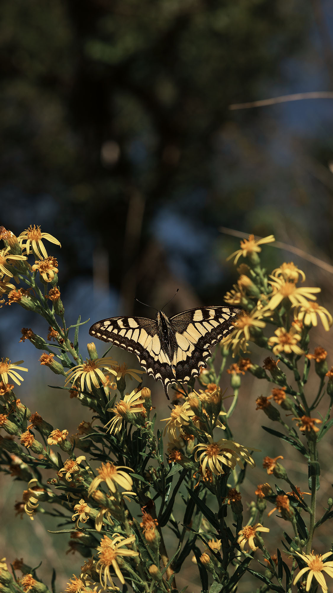 Парк Жупа город Тиват. Портретный фотограф, контент фотограф, продающие фото в Москве и МО