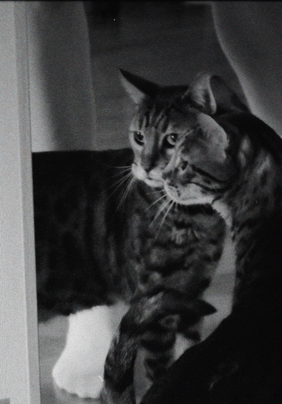 Питомцы. Татьян гертье