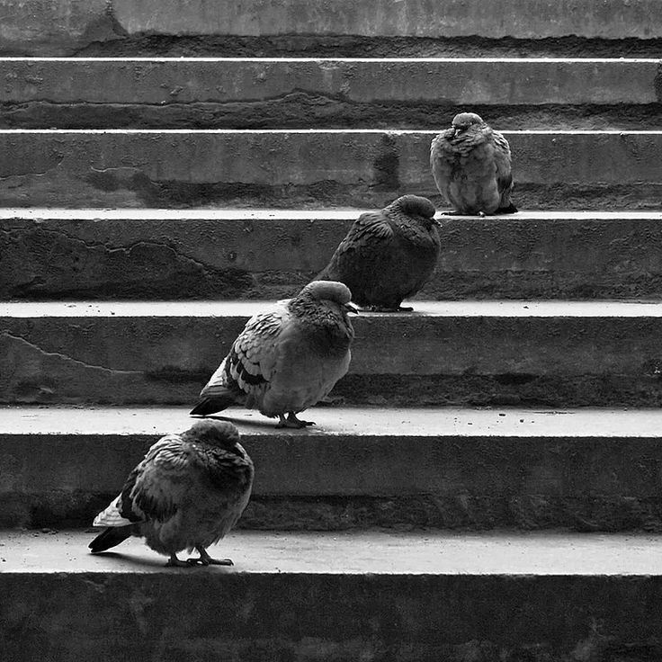 Композиция кадра. Семейный и свадебный фотограф в Майкопе Михаил Мартиросян