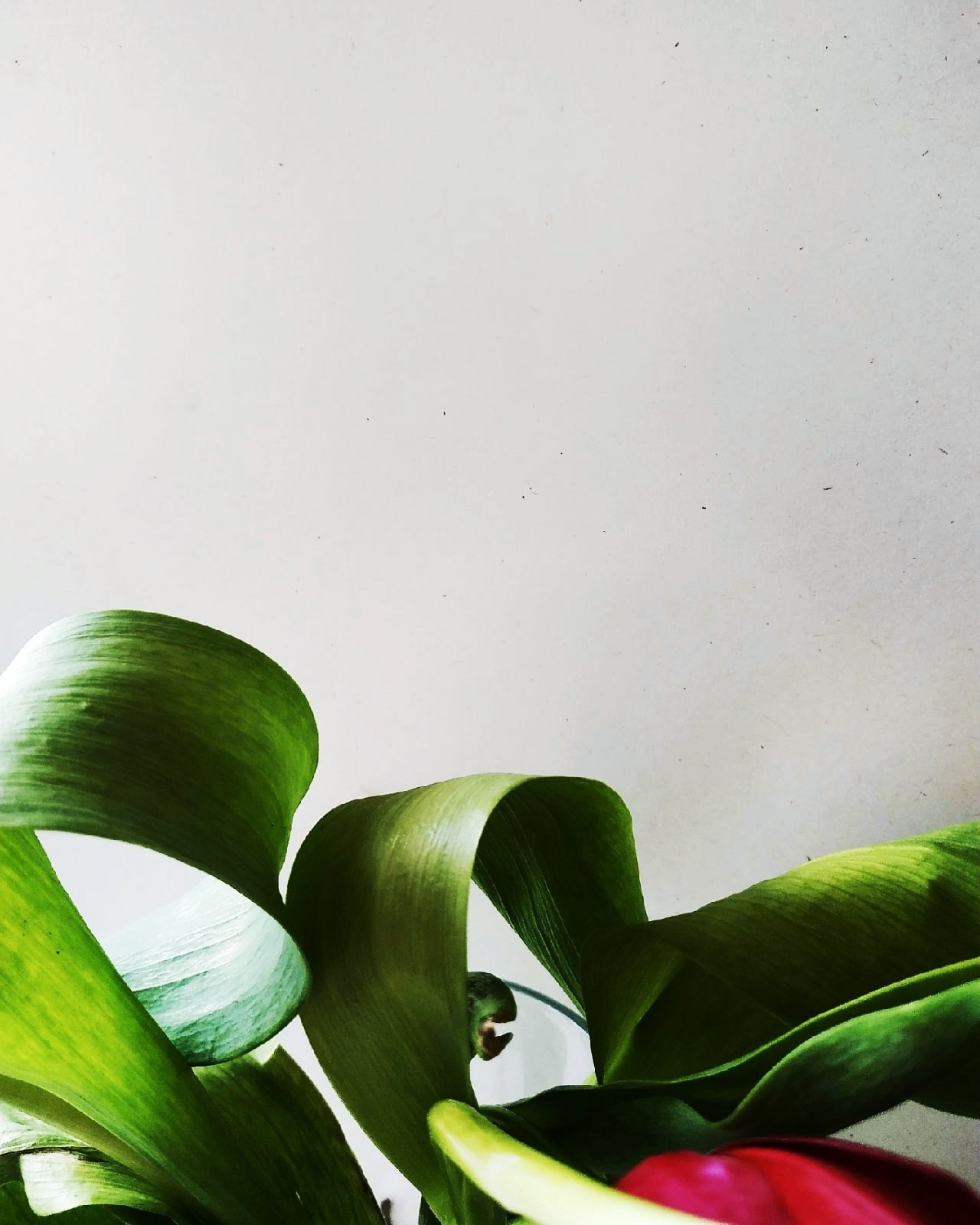 Натюрморт. Настасья Проценко. Фотограф