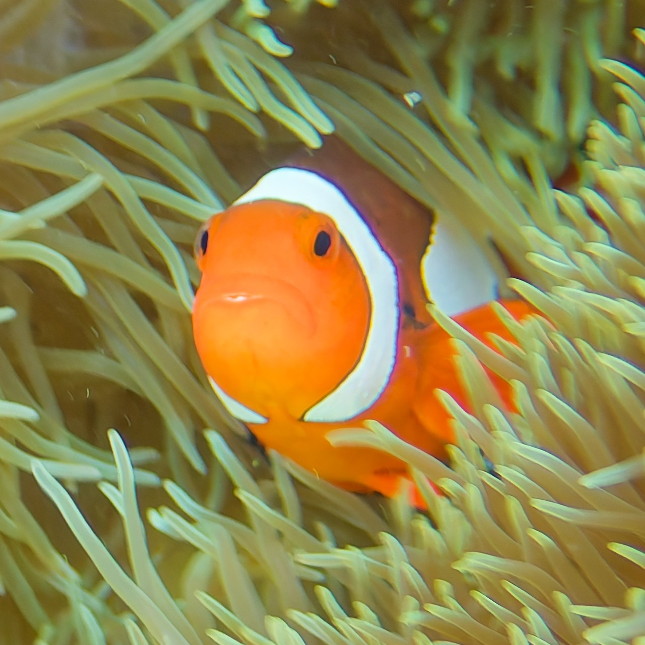 Мне посмотреть. Рыбов показываю