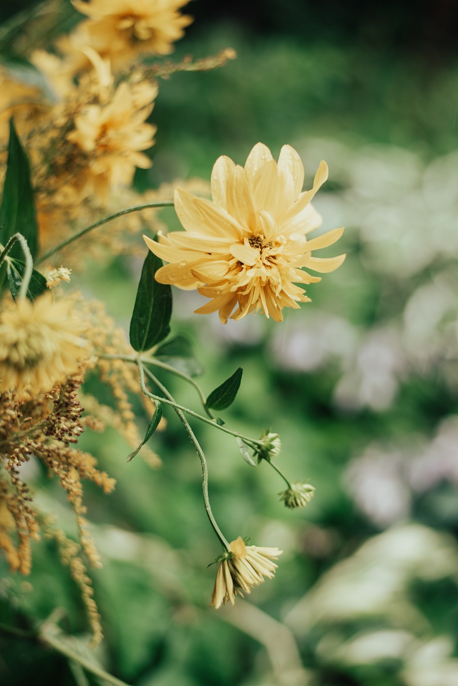 Годик | на даче