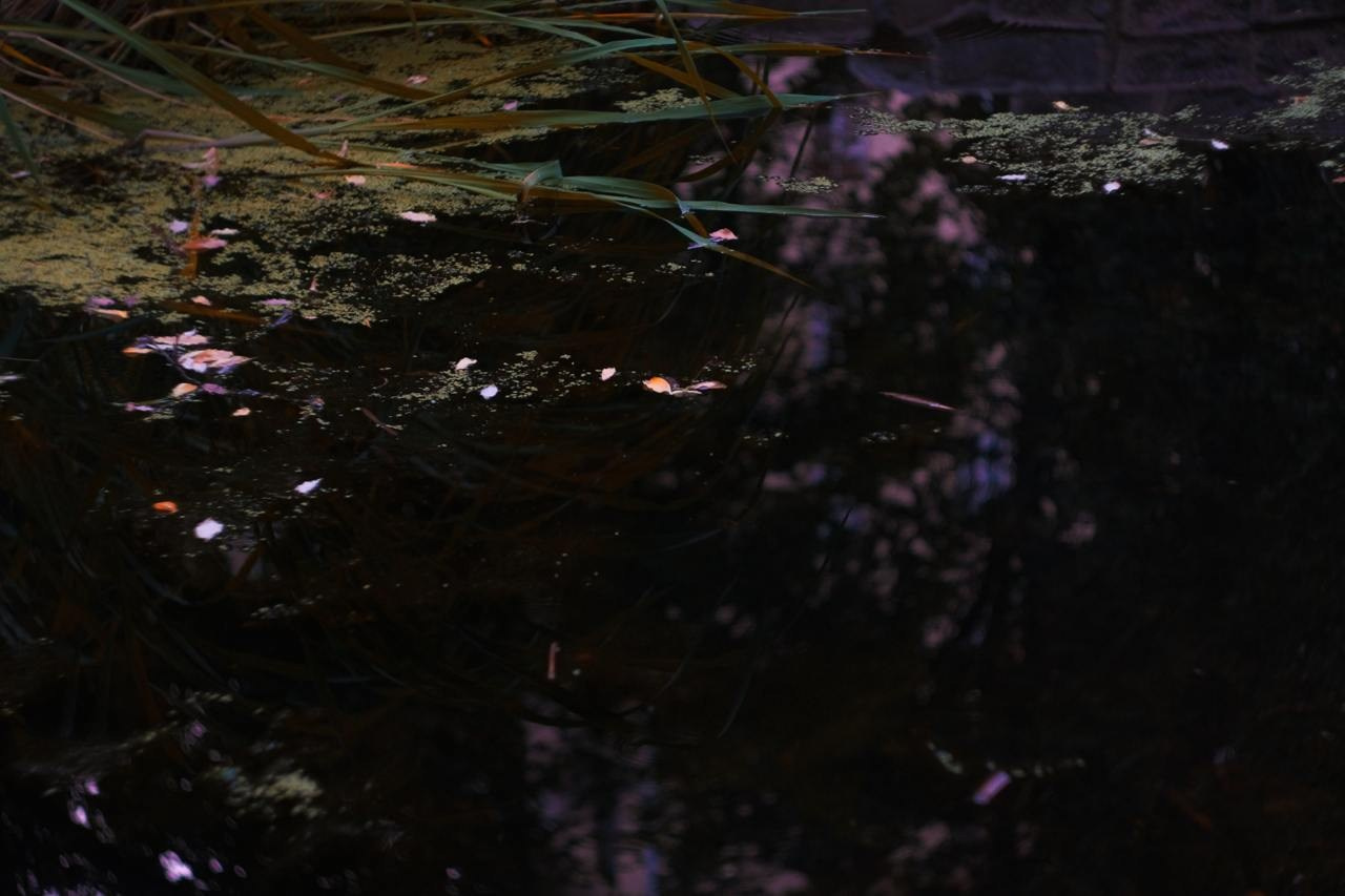 Аптекарский огород. Софа Катастрофа, Одичание. фотохудожница, креативный продюсер, автор. Nude, eros, портретный фотограф