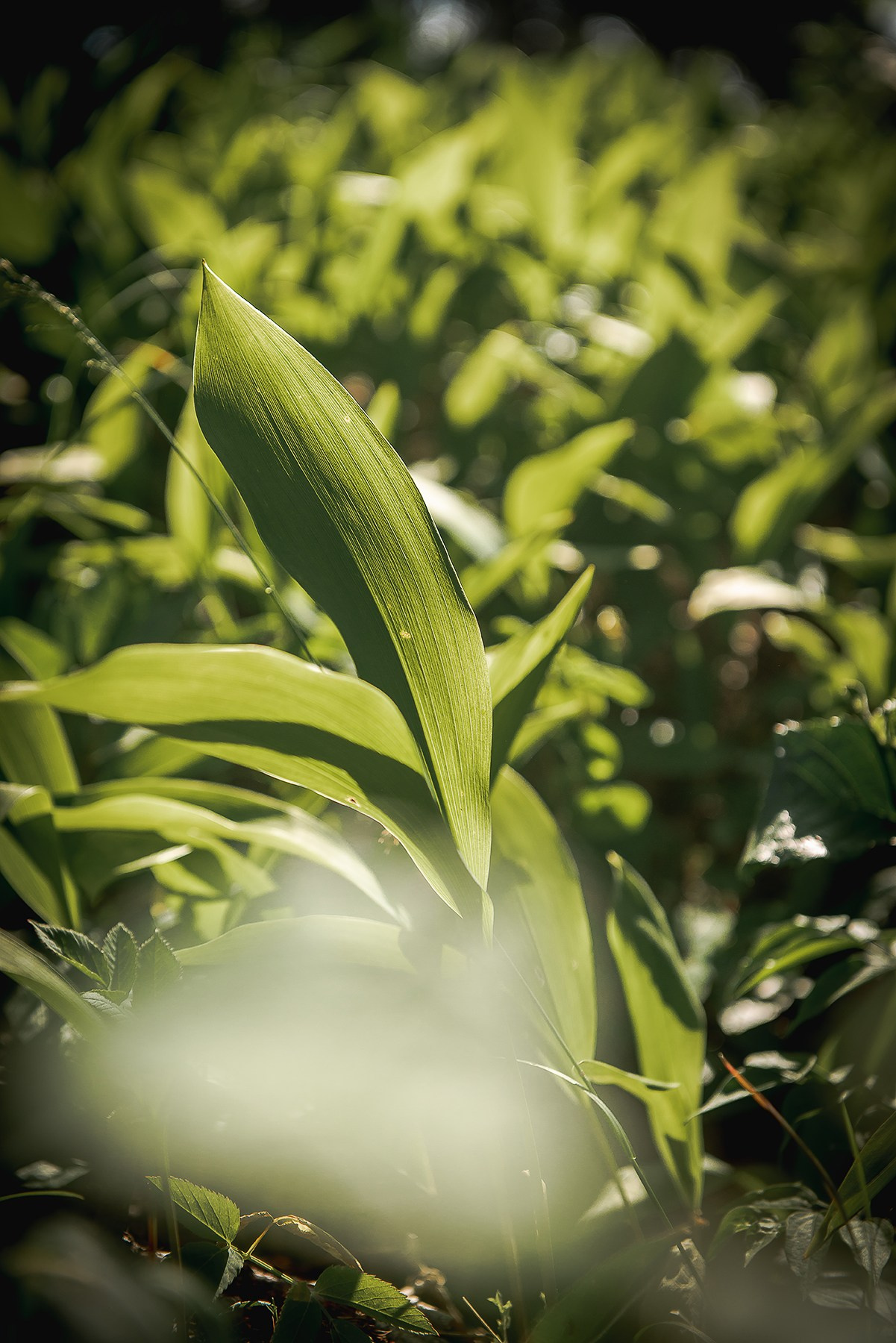 Карелия. Фотограф-анималист Наталья Светличная