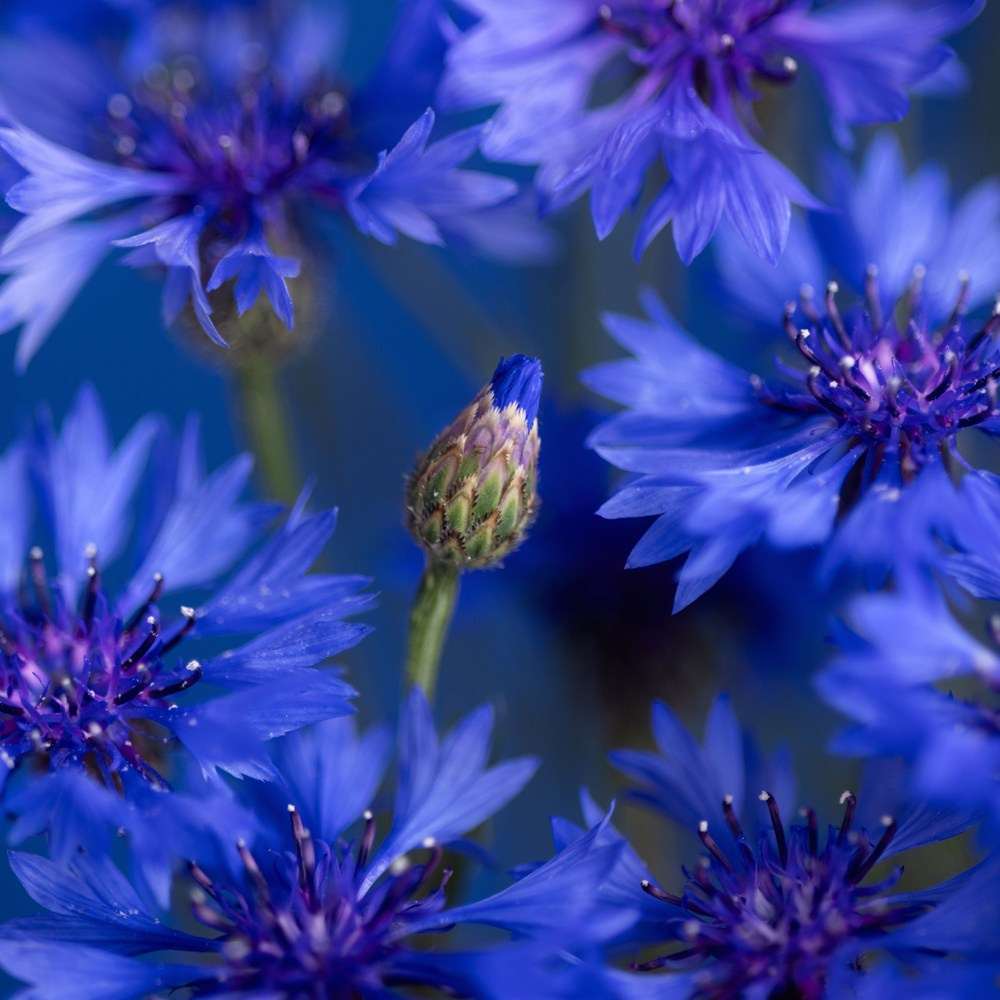 Inner Blue