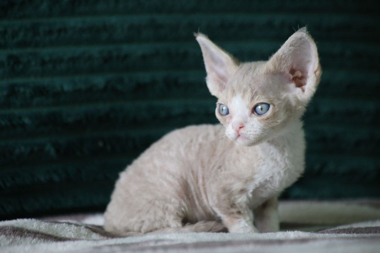 DRX q 03 котик Nevskiy Favorite Orion готов к резерву 🧿 д/р 25.02.26. Nevskiy Favorite — питомник девон-рексов в Санкт-Петербурге. Здоровые, ласковые и редкие котята