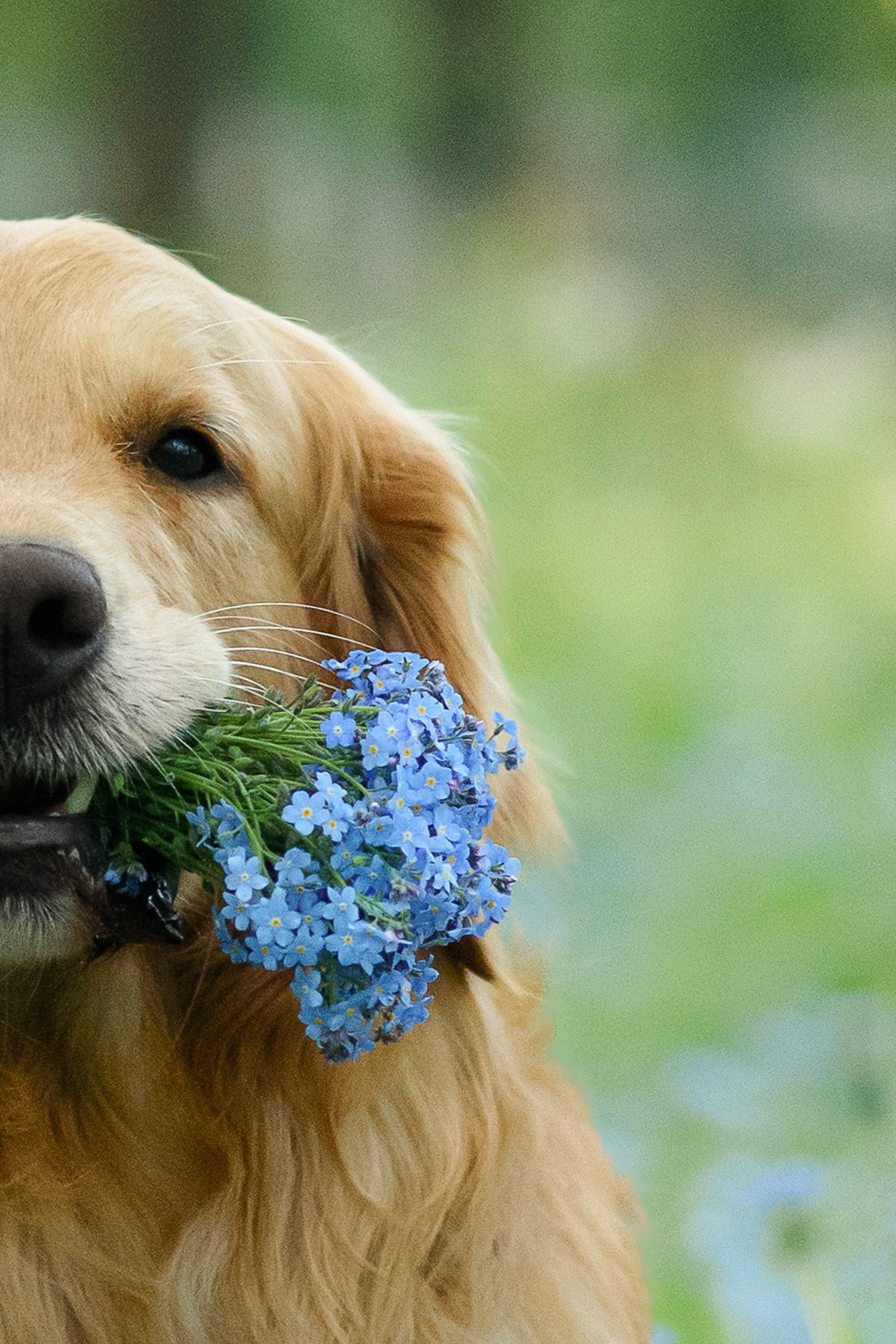 Степа, Йоки и Мята — 29.05.2024. Фотограф — Анималист | Анна Абрамова
