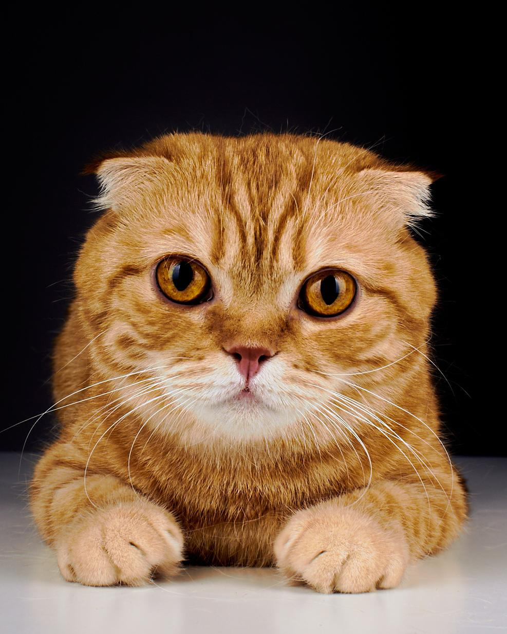 Фото с животными альбом. Фотограф в Москве — Галунина Кристина