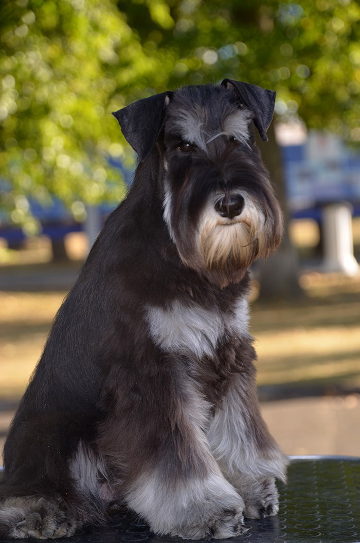 Крейг/Delinso Balance Otem Temin. Питомник цвергшнауцеров в Беларуси «Делинсо Бэлэнс»