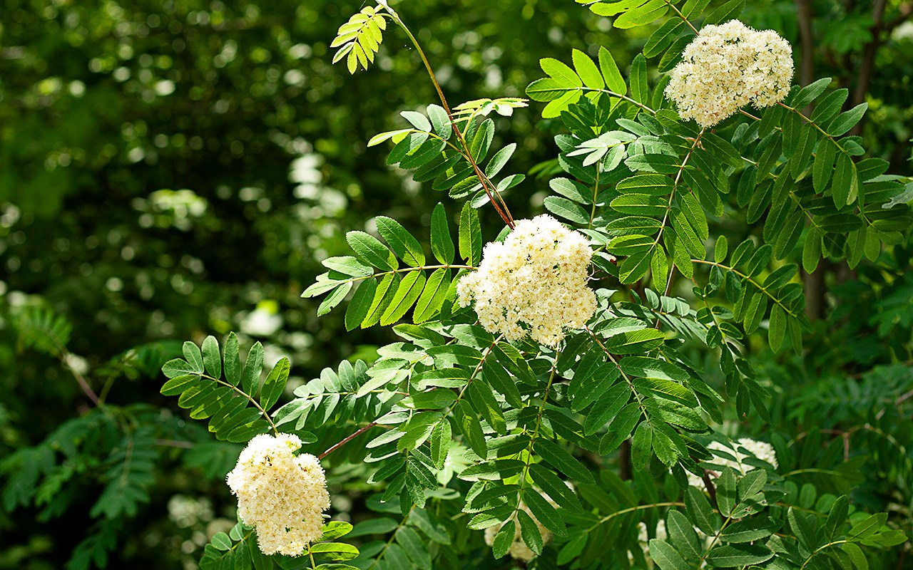 Деревья. Природа севера