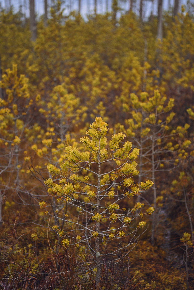 Рдея. Event фотограф Степанова Александра