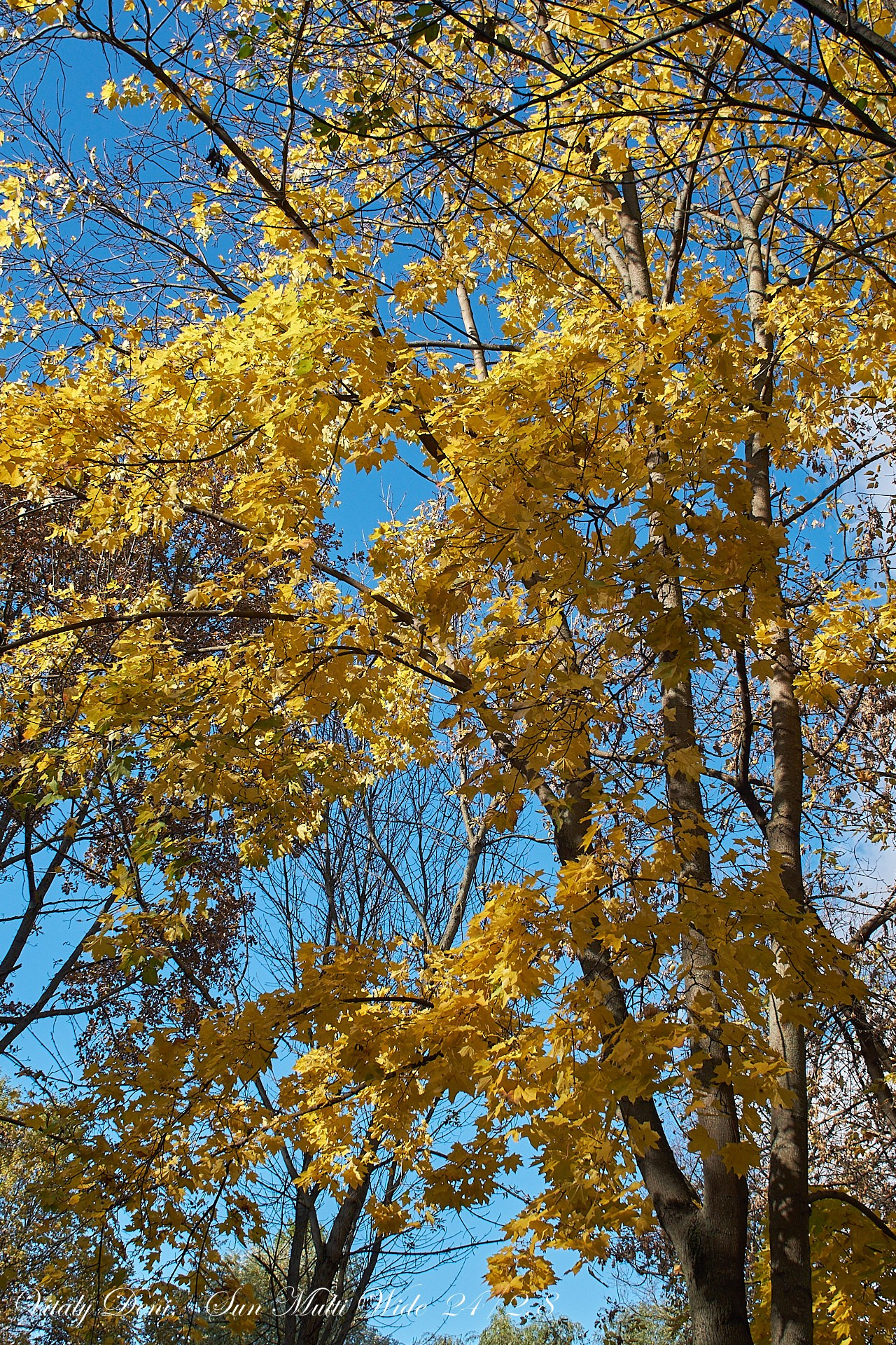 Красота осеннего парка!. Сайт фотографа Виталия Дени