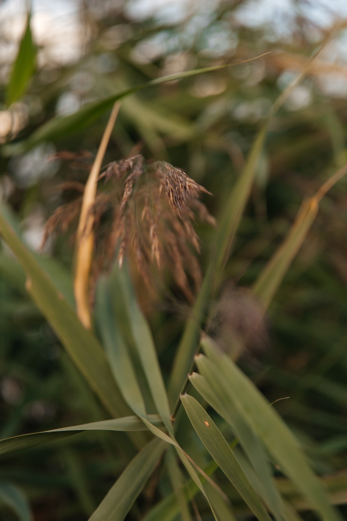 ПО МОТИВАМ КРЕСТНОГО ОТЦА. Свадебный фотограф Верещак Сергей I Ростов-на-Дону