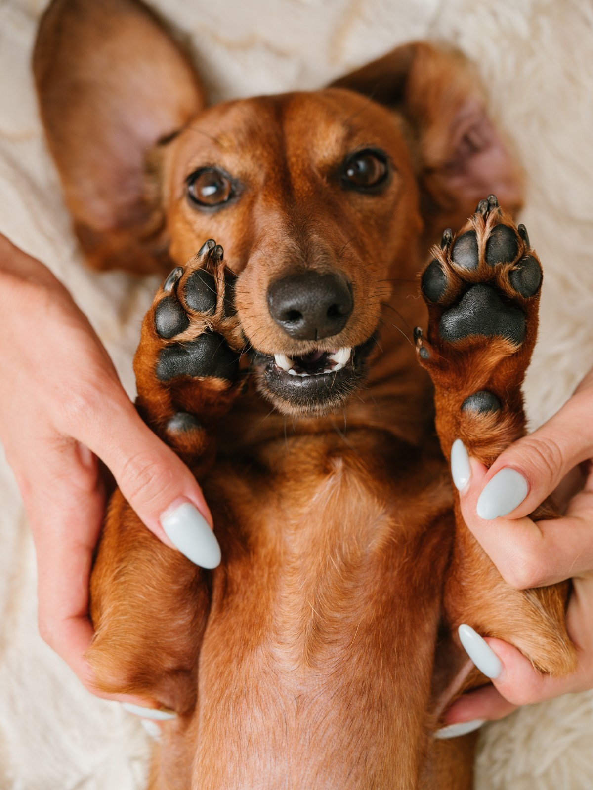 Съемки с животными. КЕД Студия-контент агентство полного цикла СПБ. Создаём фото, видео и контент, который помогает брендам и селлерам продавать больше