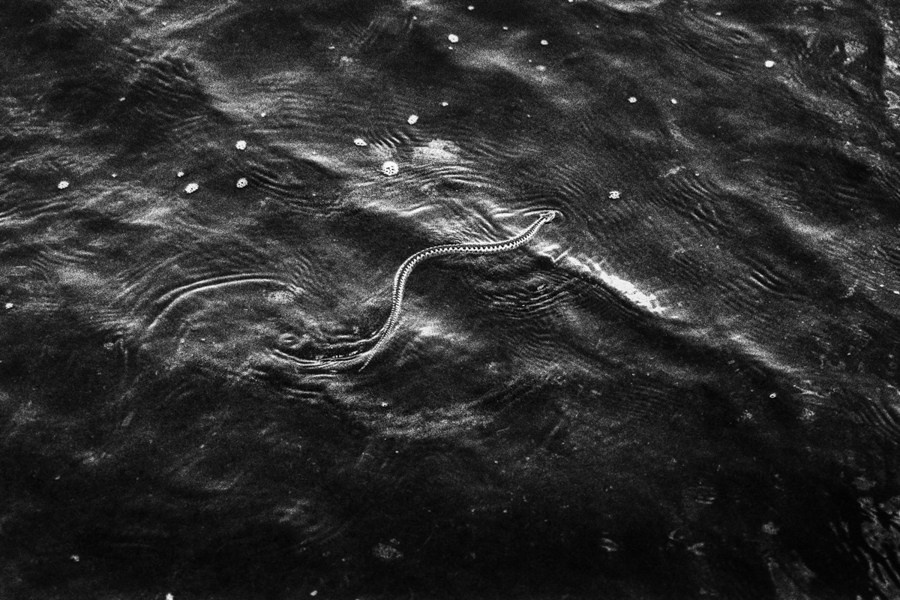 Summer Shore. Vitaly Severov