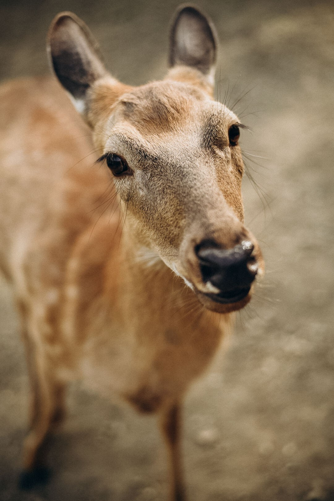 Эко-парк Каткова. Фотограф в Сочи — Маргарита Поганова