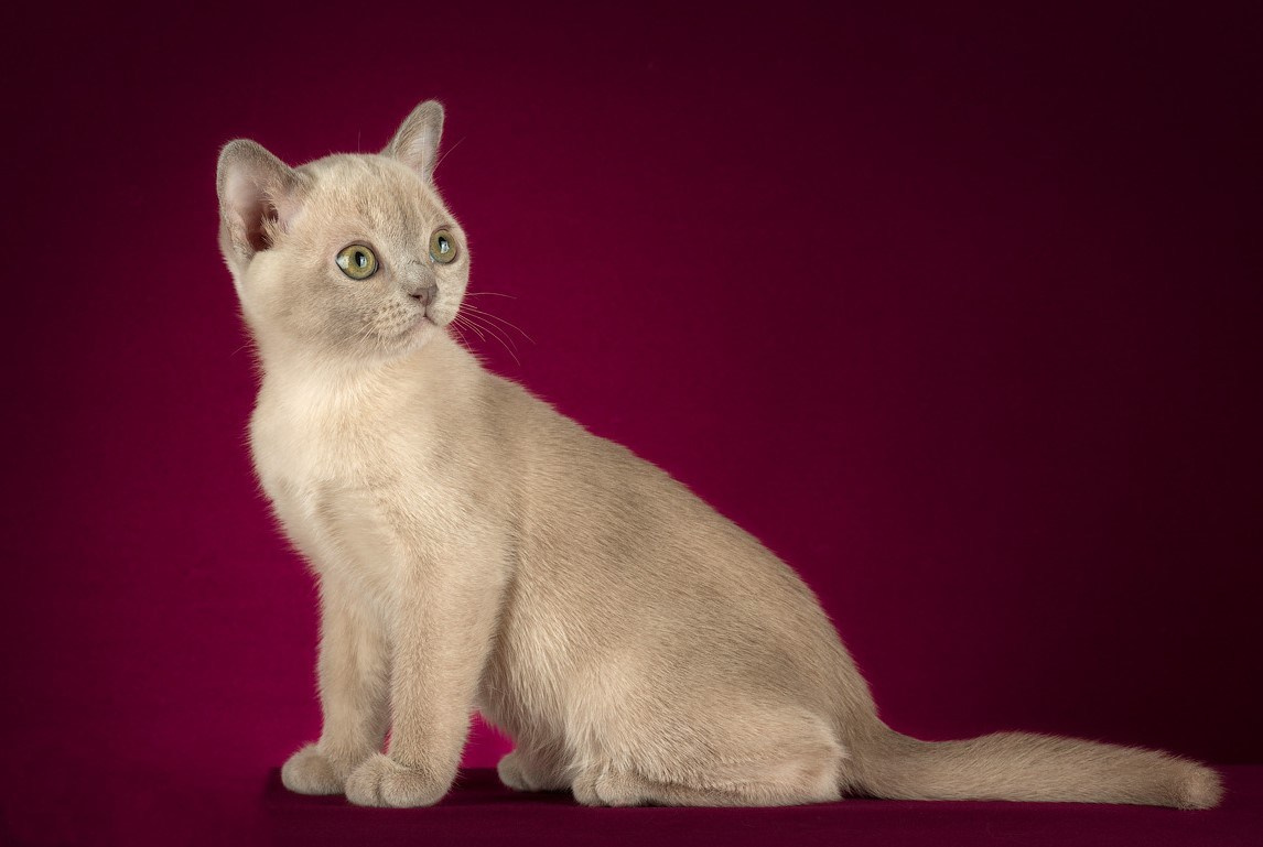 Котёнок американской бурмы. Las Burmas — питомник американской бурмы традиционных линий