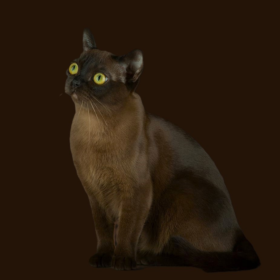 Котёнок американской бурмы. Las Burmas — питомник американской бурмы традиционных линий