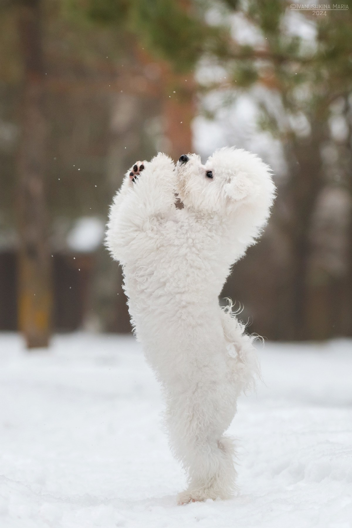 бишон фризе